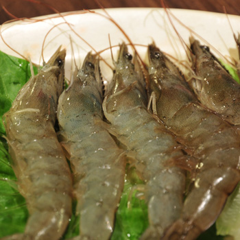 麻辣鍋食材海鮮食材鮮蝦 